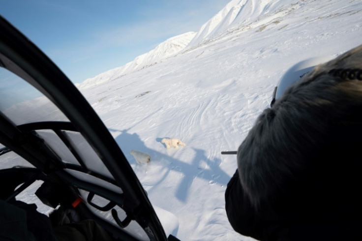 For the last four decades experts from the Norwegian Polar Institute (NPI) have been keeping tabs on the health and movement of polar bears