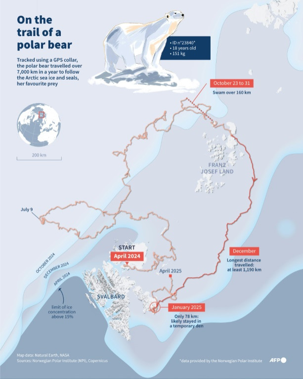 Infographic with a map showing the route of a polar bear following the sea ice, where seals are more frequently found, in Svalbard (Arctic) from April 2024 to April 2025, according to GPS data provided by the Norvegian Polar Institute