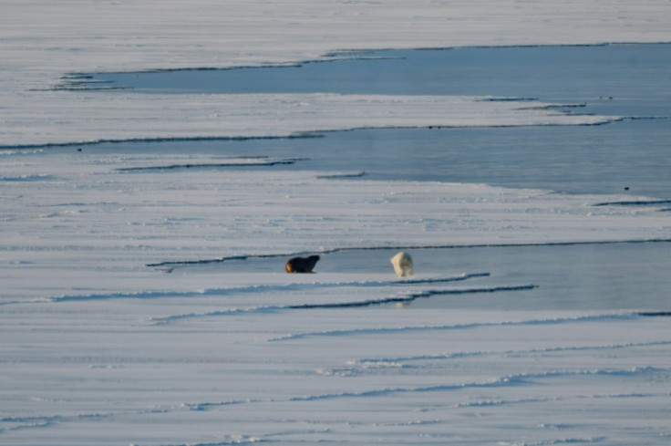 A male polar bear attacks a walrus on the sea ice near Spitzbergen