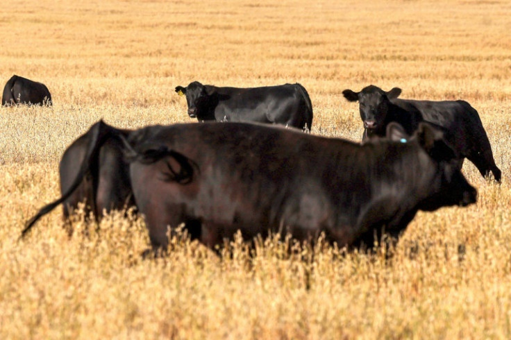 Cattle graze in a paddock near the Australian farming town of Gunnedah. The United States is a major export market for Australian beef.This picture taken on October 29, 2024 shows cattle in a paddock on a property located near the north-central New Sou
