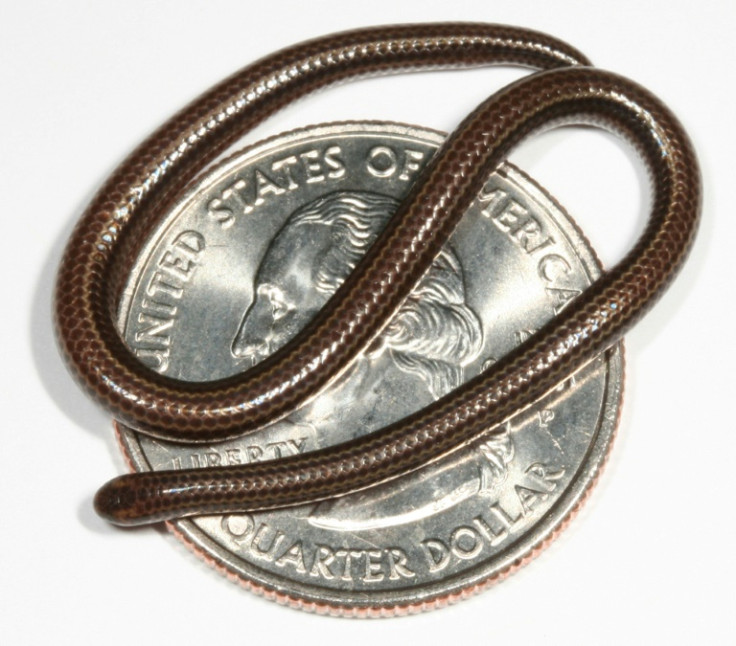 The rare species is tiny enough to almost fit on a US quarter coin