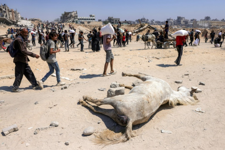 Palestinians spend hours every day hunting for food at occasional aid distribution points to feed their displaced families