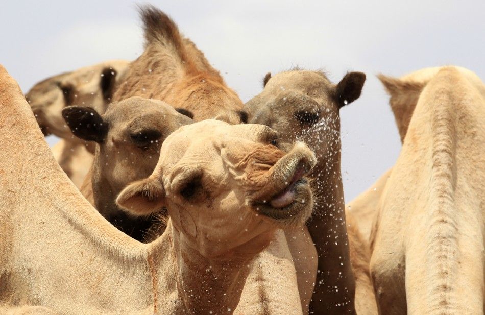 Camels Somalia 1 of 10
