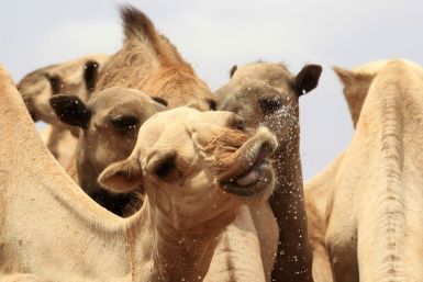 Camels Somalia (1 of 10)