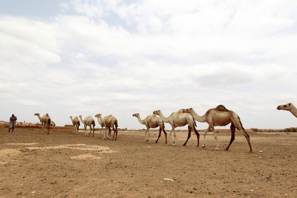 Camels Somalia 3 of 10