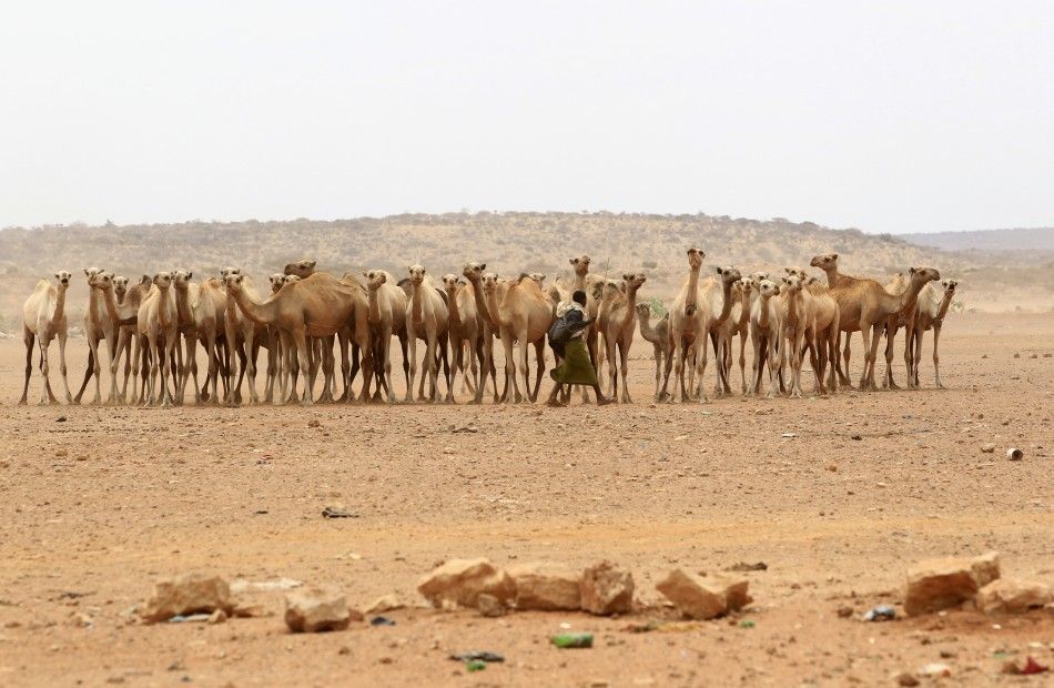 Camels Somalia 4 of 10