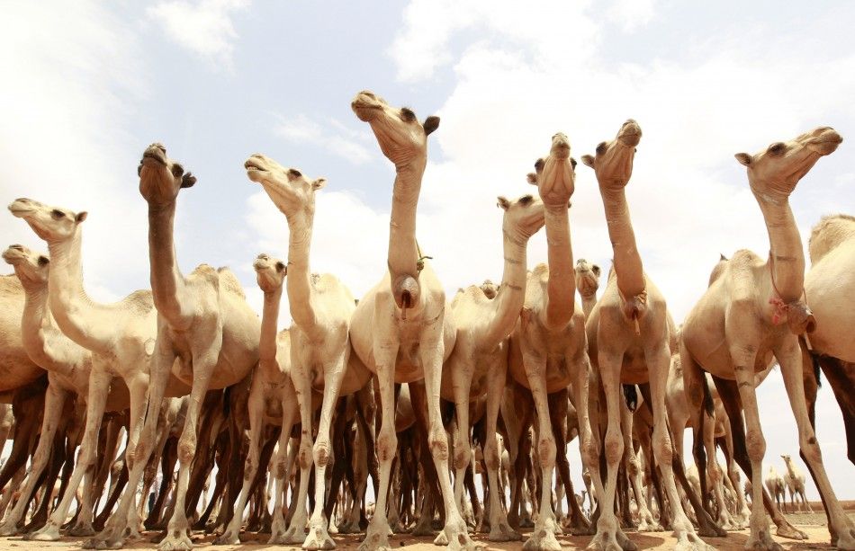 Camels Somalia 5 of 10