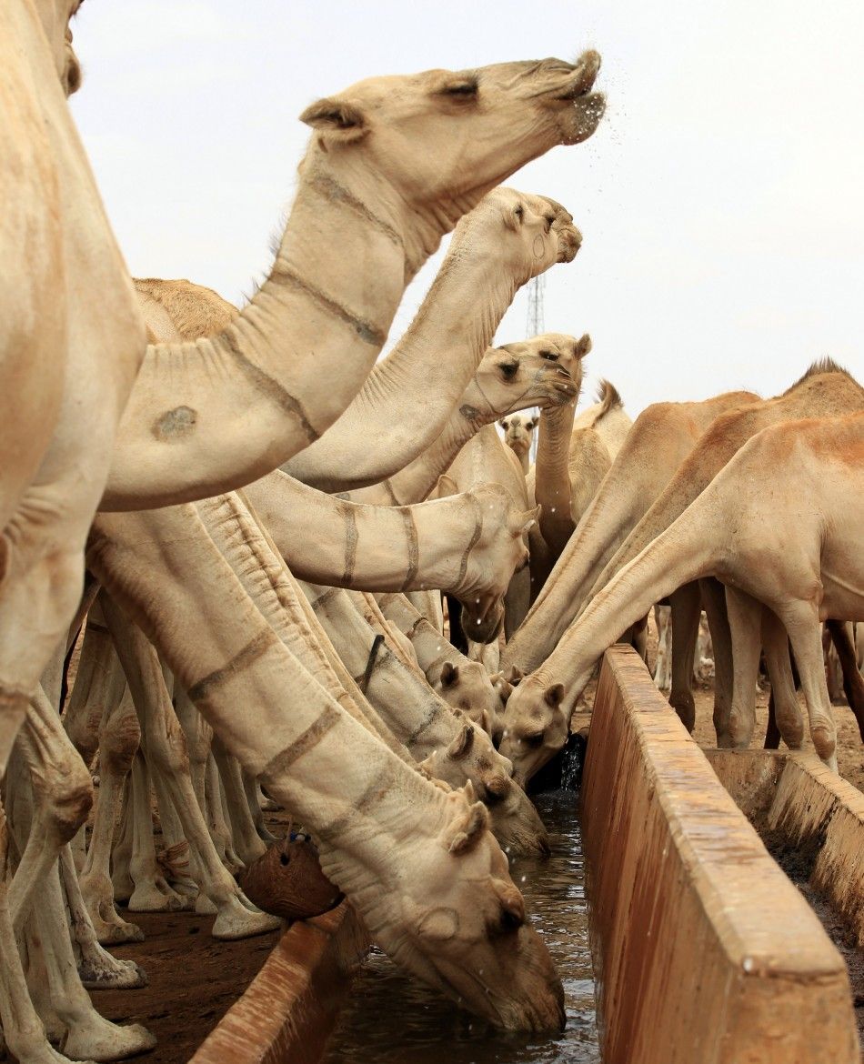 Camels Somalia 7 of 10