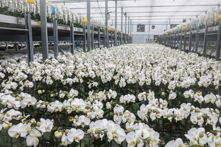 https://d.ibtimes.com/en/full/4614818/us-tariffs-taiwanese-orchids-have-shot-zero-20-percent.jpg