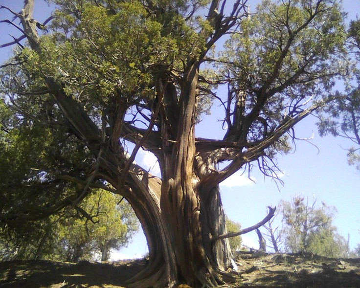 The 2000-Year-Old Tree