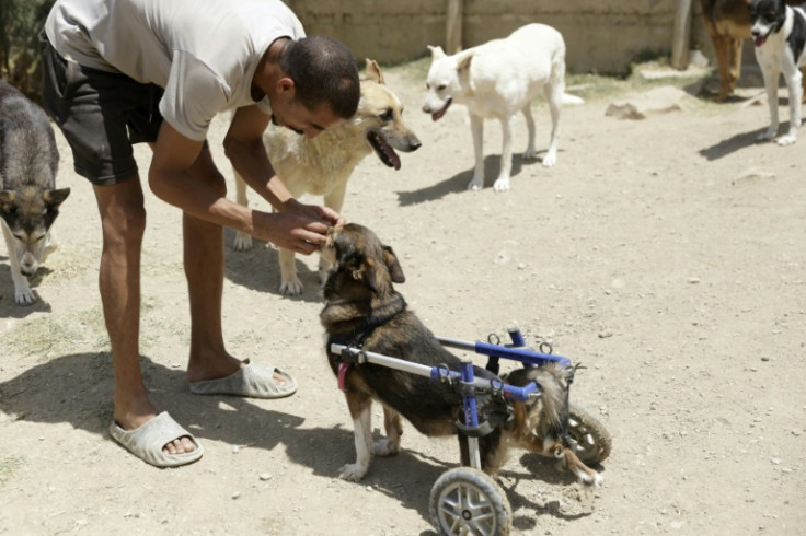 A disabled dog greets a worker at the SFT (Sanctuaire de la Faune de Tanger) sanctuary, east of Tangiers, on July 24, 2025. Salima Kadaoui, the 52-year-old Moroccan founder of SFT, launched Project Hayat in 2016, aiming to treat, vaccinate, neuter and tag