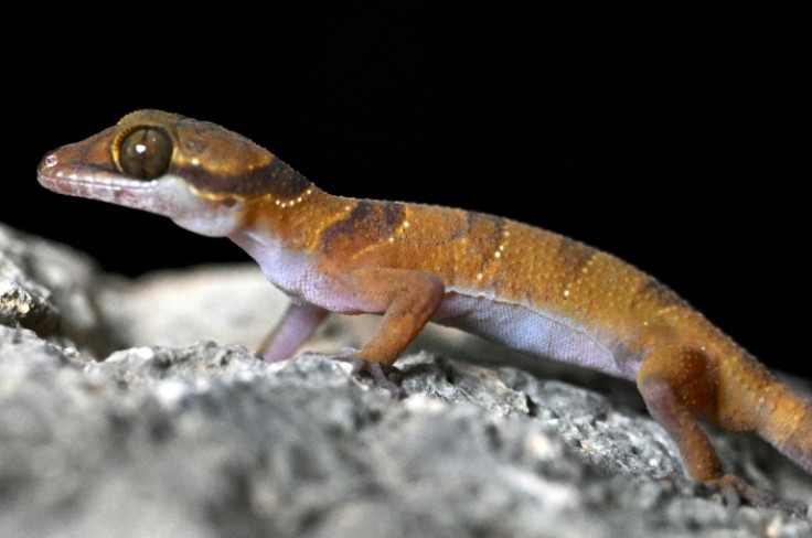 A biologist might go a lifetime without discovering a new species. It took a team exploring Cambodia's limestone karst a single night to find three