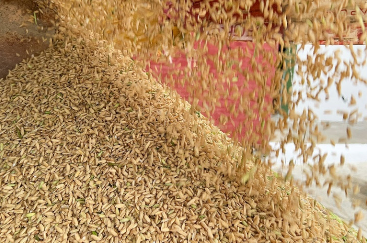A truck unloads Vietnamese rice at an industrial dryer in Los Palacios