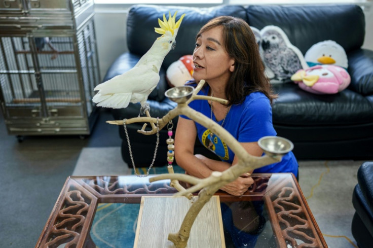 Sharon Kwok Pong, founder of Hong Kong Parrot Rescue, believes there may be a "black market" for yellow-crested cockatoos in Hong Kong