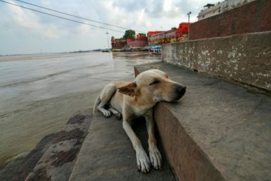 There were 15 million stray dogs recorded nationwide in a 2019 Indian census