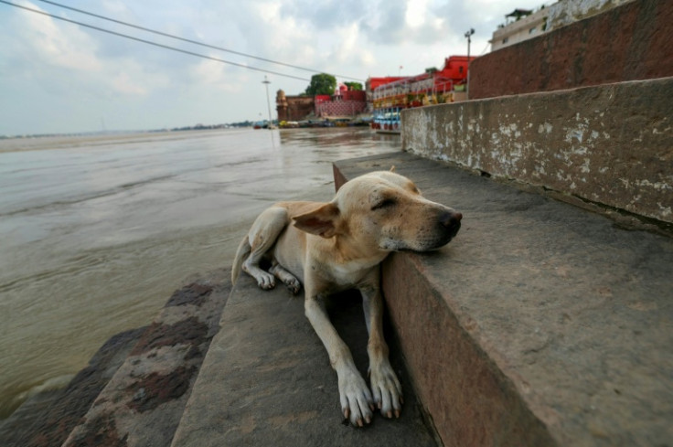 There were 15 million stray dogs recorded nationwide in a 2019 Indian census