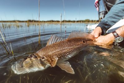 Lowcountry Premier Fly Fishing