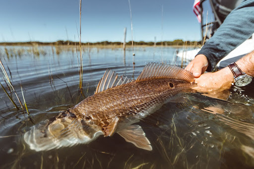 Lowcountry Premier Fly Fishing