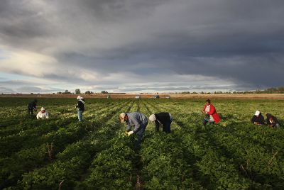 Undocumented farmers