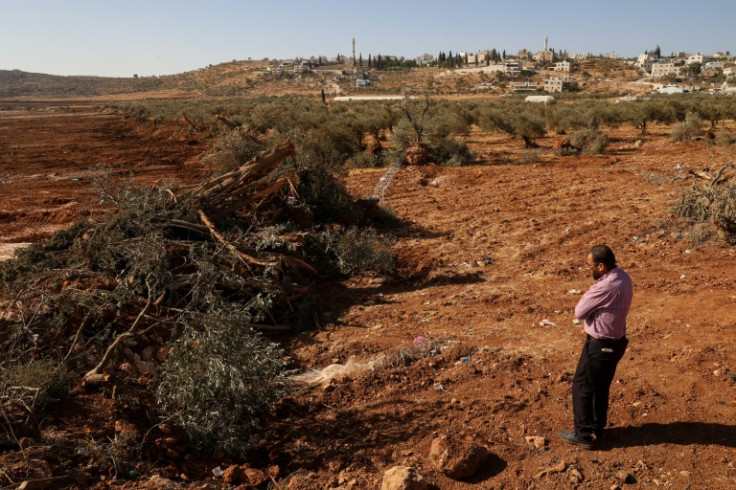 Most of the felled vegetation appeared to be olive trees