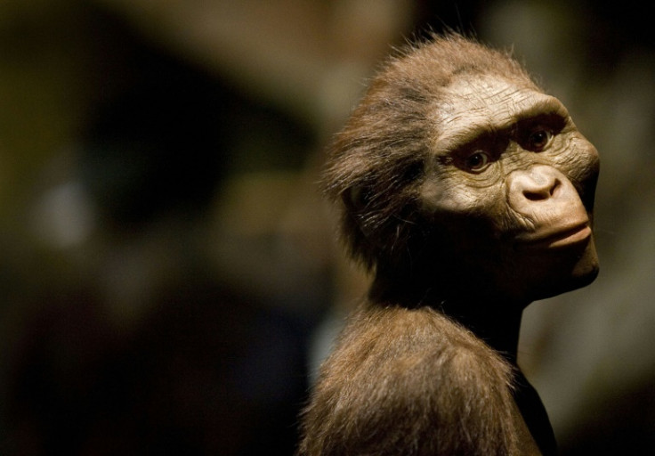 One sculptor made a rendering based on the remains of the hominid Australopithecus afarensis -- Lucy -- who was found in Ethiopia and rarely leaves the African state