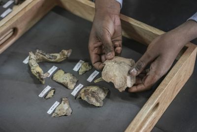 The fragments are being shown as part of a 'Human Origins and Fossils' exhibition for 60 days