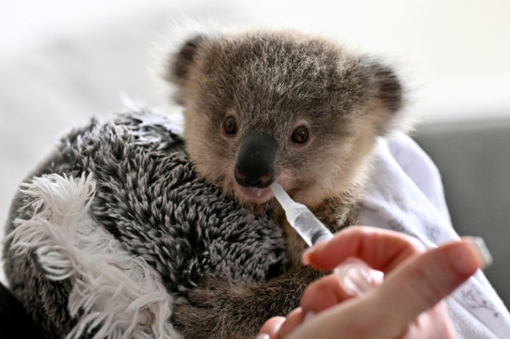 Deforestation, drought and bushfires are blamed for falling koala numbers in Australia's eastern state of New South Wales