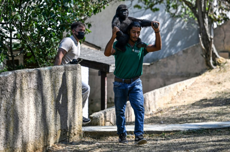 Since being rescued from smugglers in December, Zeytin has been nursed back to health by a team at Polenezkoy Zoo in the hills outside Istanbul