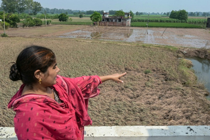In this photograph taken on September 12, 2025, a villager shows her damaged paddy crops after the Ravi River overflowed following the monsoon rains in the village of Shehzada on the outskirts of Amritsar in India's Punjab state. The fields are full but t