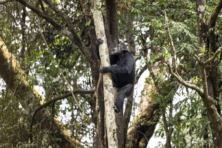 Do Chimps Really Drink Alcohol Every Day?