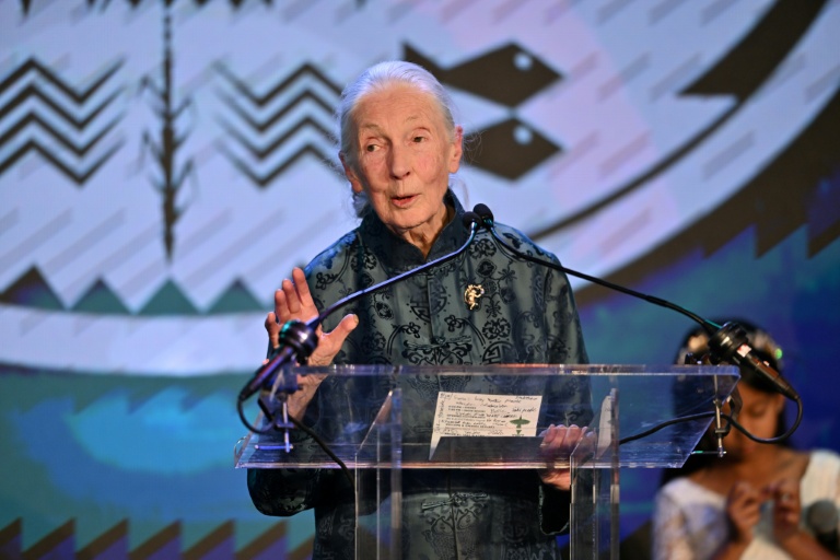 https://d.ibtimes.com/en/full/4625065/tributes-poured-jane-goodall-across-conservation-world.jpg