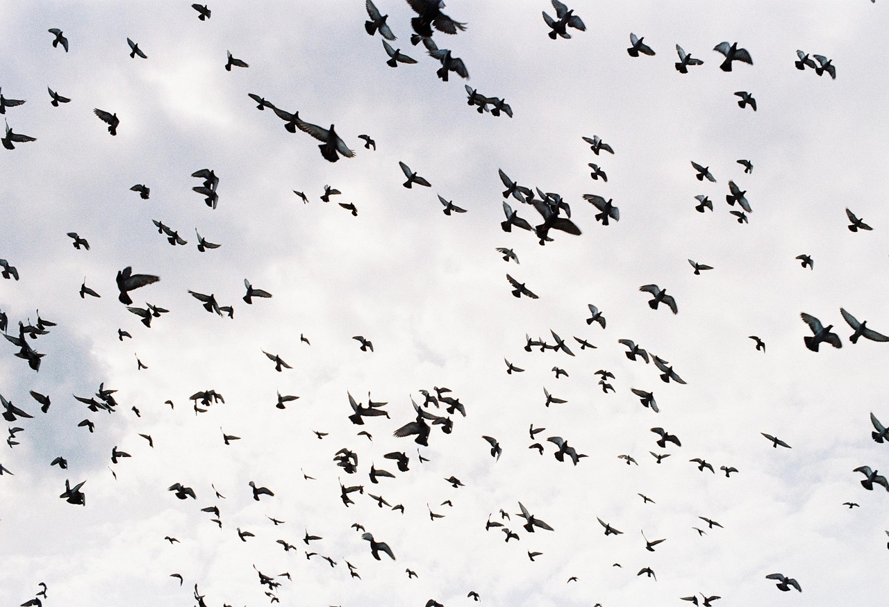 Rapture 2025 Did Not Happen But Video Of ‘Millions’ Of Birds Swarming After Earthquake Hint Of Apocalyptic Events Might Be Coming