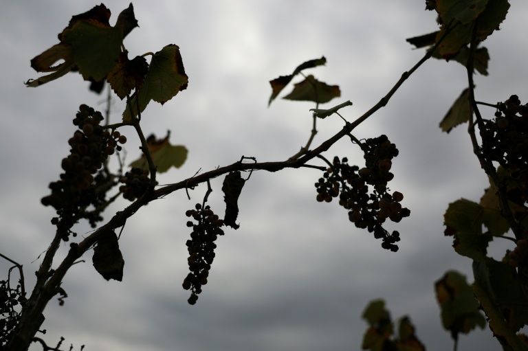 Withering Vines: California Grape Farmers Abandon Fields As Local Wine Struggles