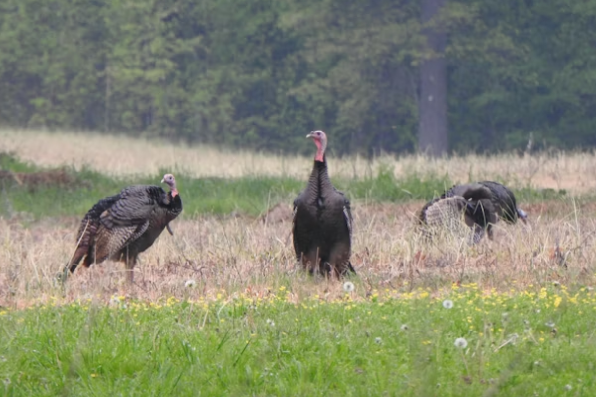 PETA’s 2024 Horrific Video of Turkeys Sexually Abused Resurfaces