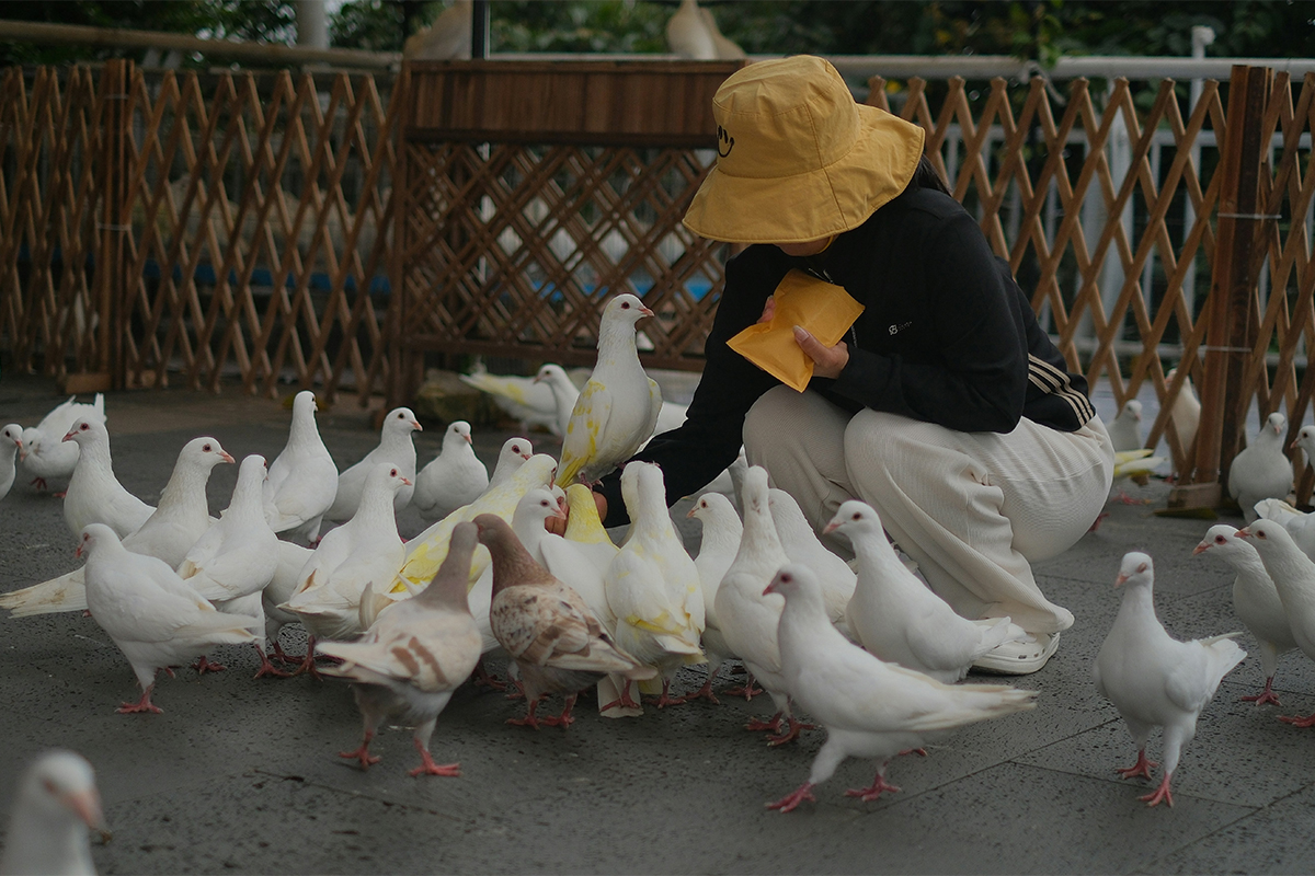 https://d.ibtimes.com/en/full/4635612/bird-flu.jpg