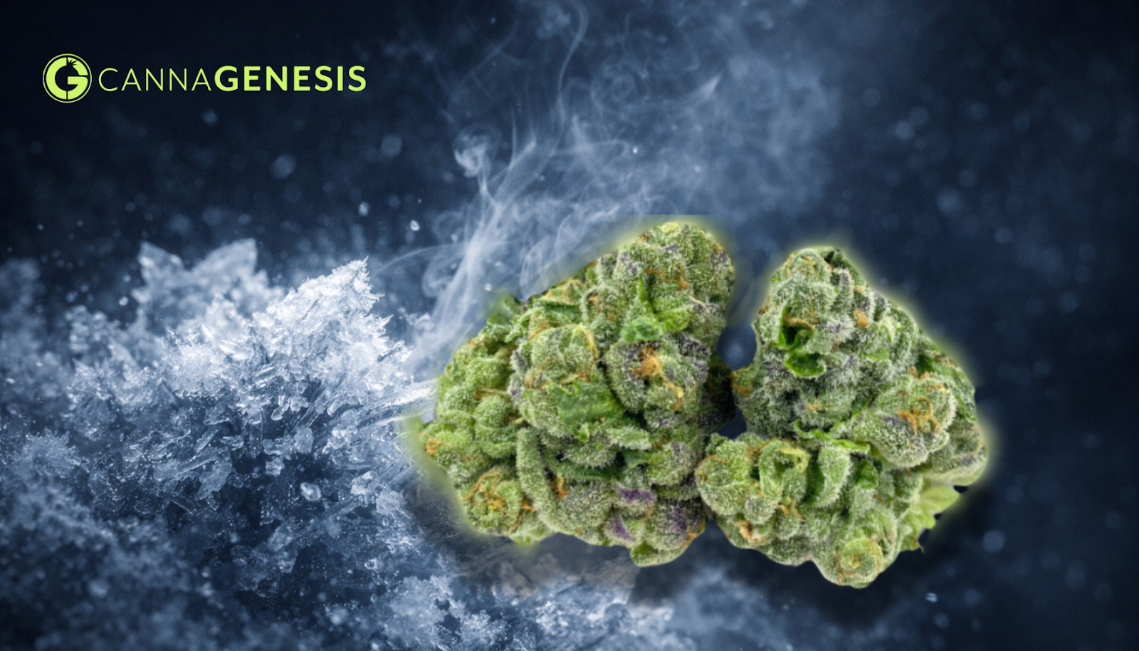 The Cold Revolution: How SpaceWeed and CannaGenesis Are Rewriting the Rules of Cannabis Technology