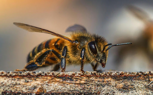 Bee