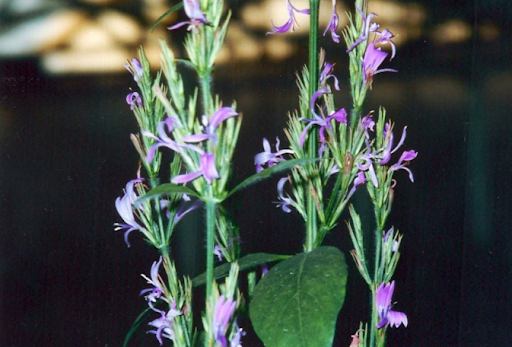 From Rainforest Discovery to FDA Pipeline: Immune Modulation Advances a 30-Year Scientific Journey Toward Parkinson's Innovation