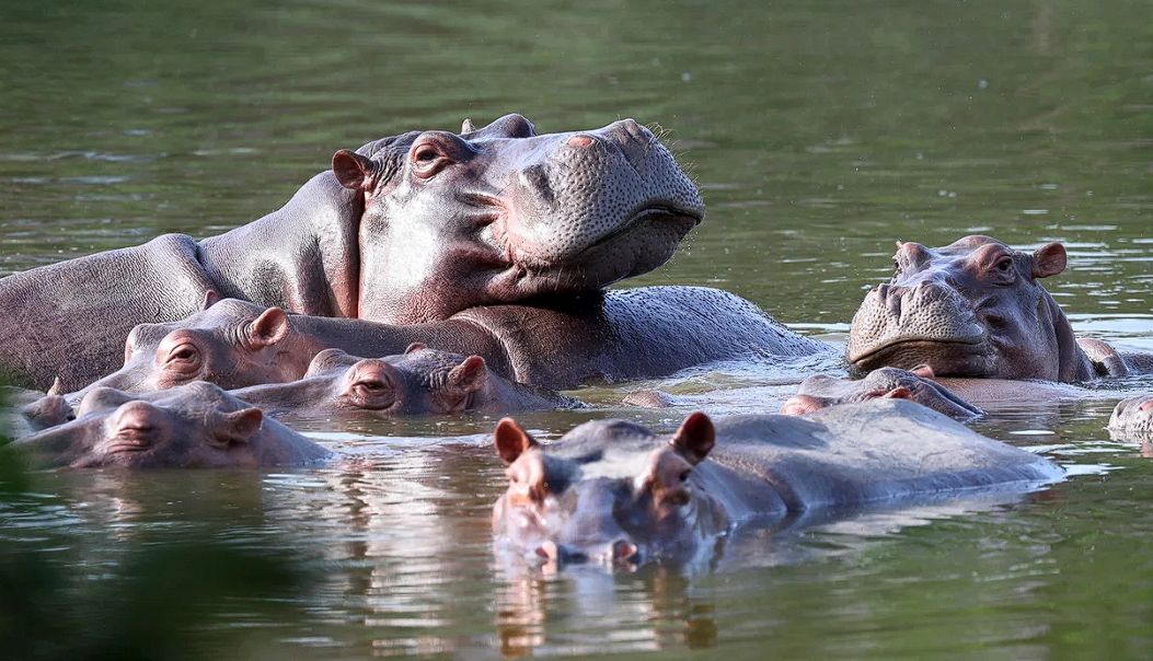 https://d.ibtimes.com/en/full/4648222/hippos.png