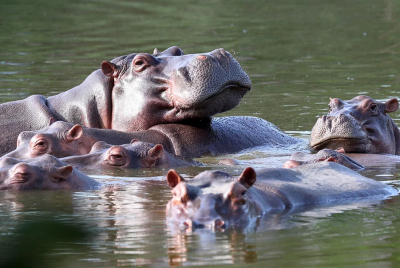 hippos