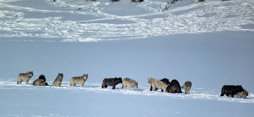 https://d.ibtimes.com/en/full/4648666/yellowstone-wolf-tracker.jpg