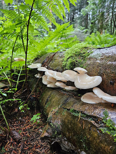 Mushrooms in the forest