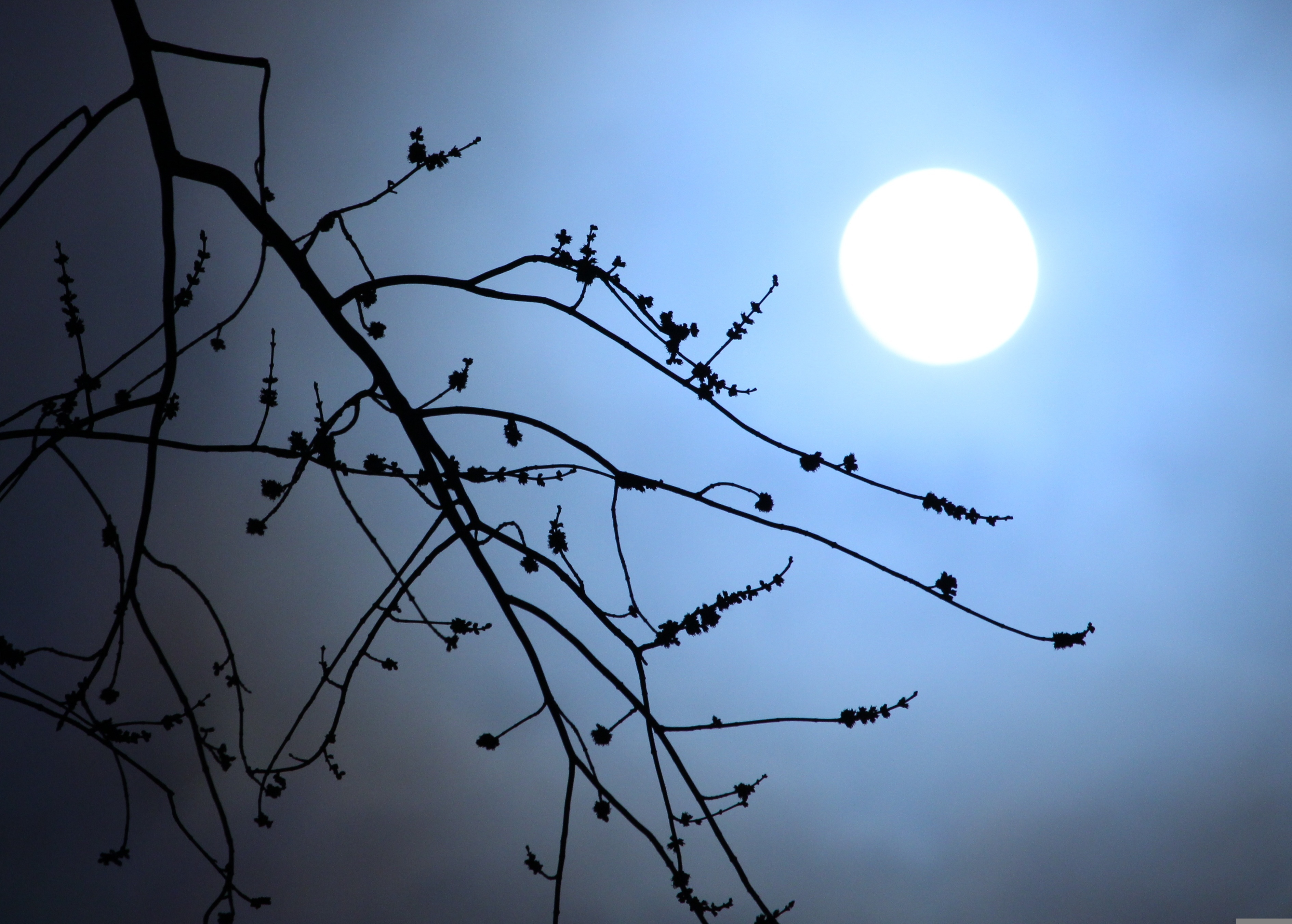 https://d.ibtimes.com/en/full/4649559/blue-full-moon.jpg