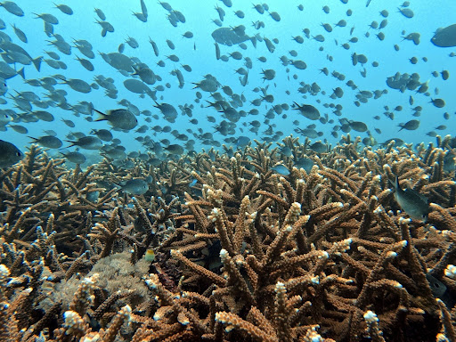 https://d.ibtimes.com/en/full/4650743/livingseas-foundation.jpg