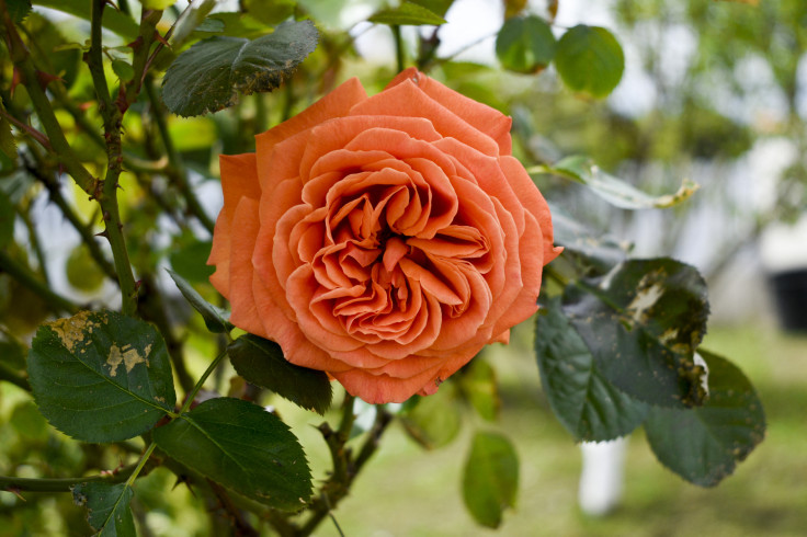 orange rose in bloom in a garden in Les Sables
