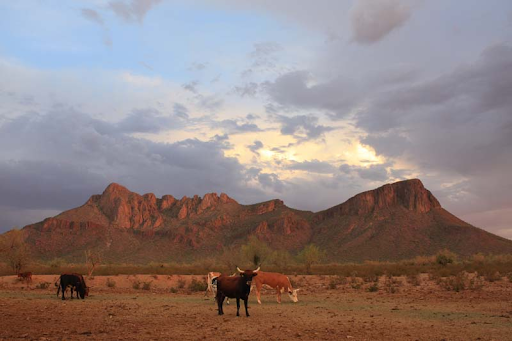 https://d.ibtimes.com/en/full/4651103/white-stallion-ranch-tucson-az.png