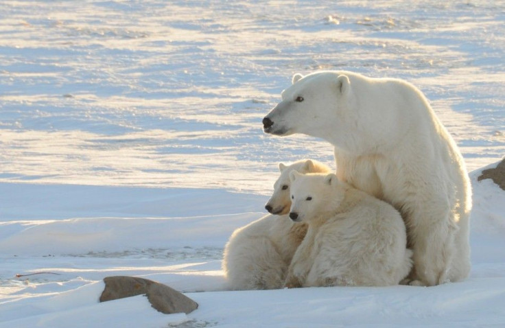 Polar Bears