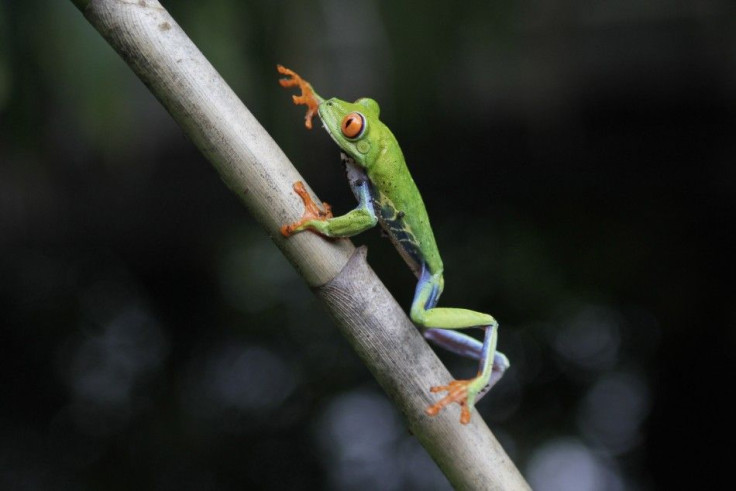 A red-eyed tree frog climbs a branch at the Montibell wildlife reserve