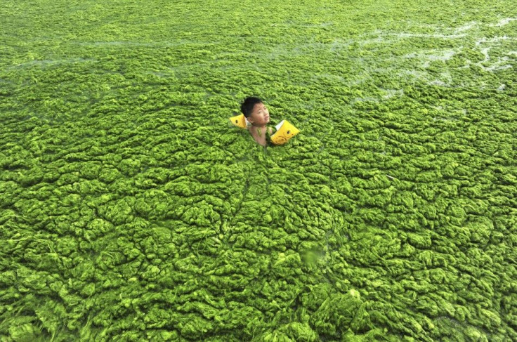 Green Algae Bloom Clogs China&#039;s East Coastline