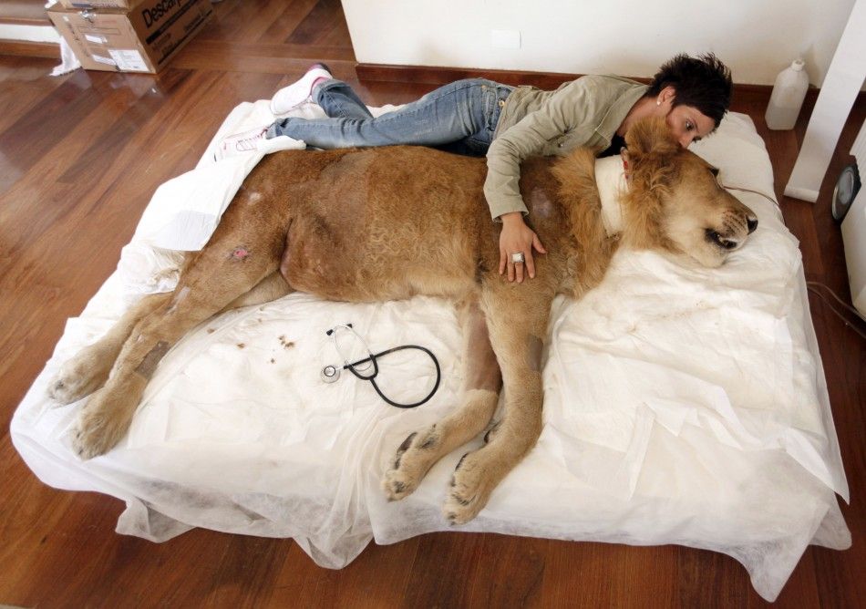 Borges embraces her paralyzed lion Ariel at the living room of Pereira039s home in Sao Paulo